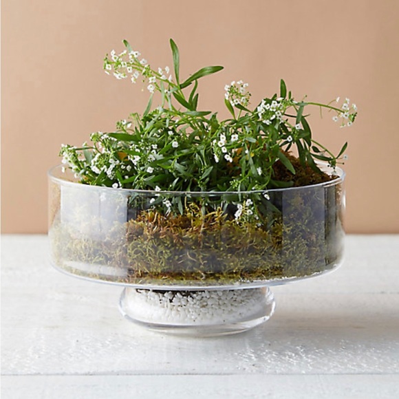 Terrarium - Picture 1 of 3